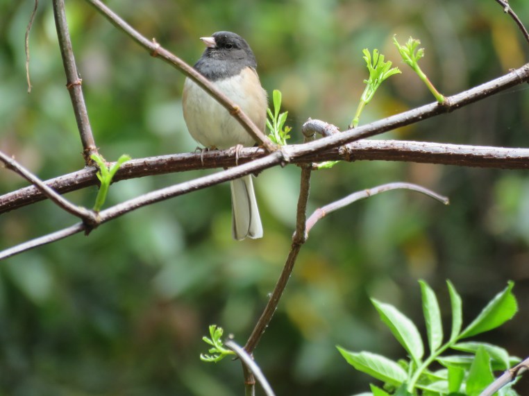 Dark-eyed Junco