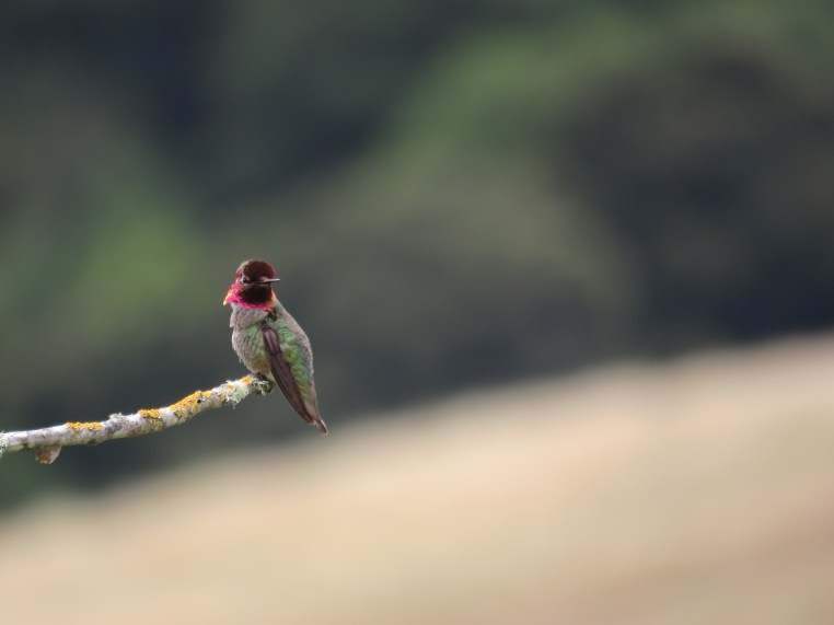 Anna's Hummingbird