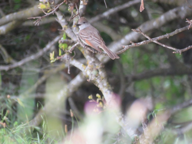 Ash-throated flycatcher