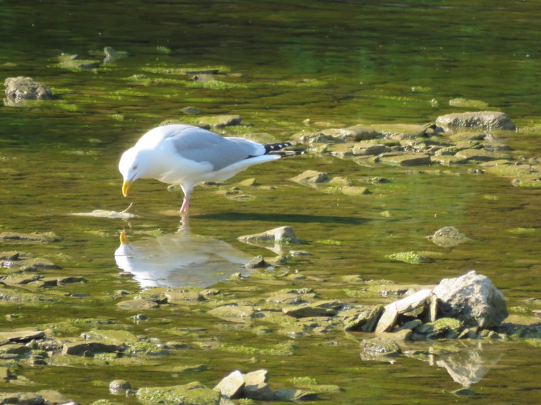 Herring Gull