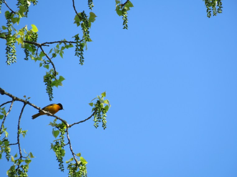Baltimore Oriole