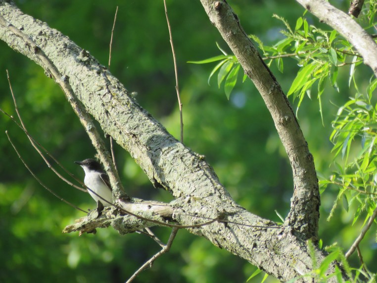 Eastern Kingbird