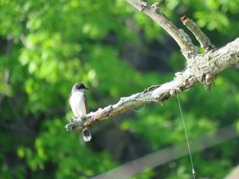 Eastern Kingbird