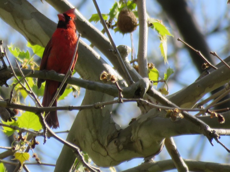 Northern Cardinal