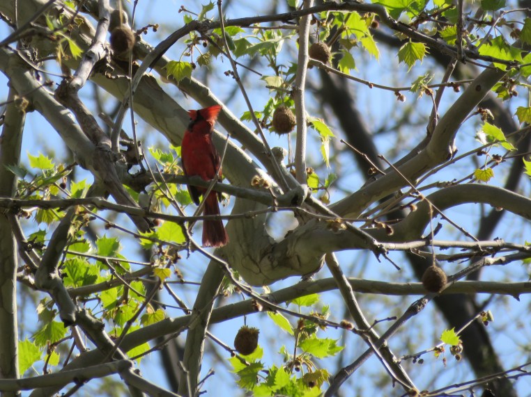 Northern Cardinal