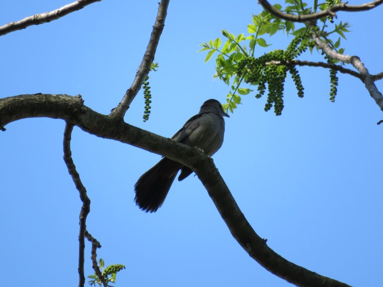 Gray catbird