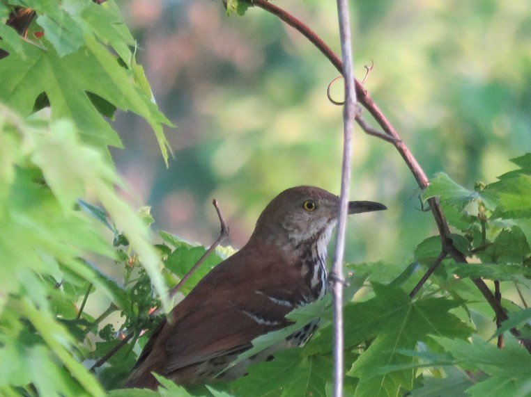 Brown Thrasher
