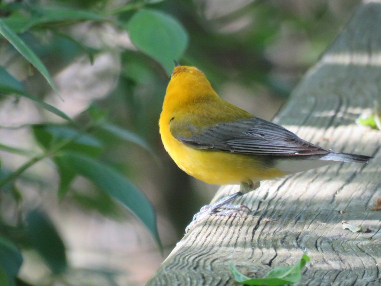 Prothonotary warbler