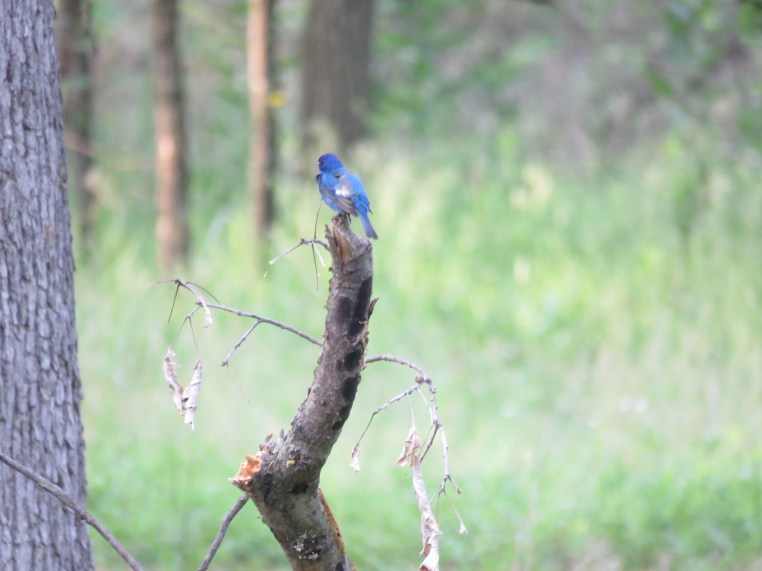 Indigo Bunting