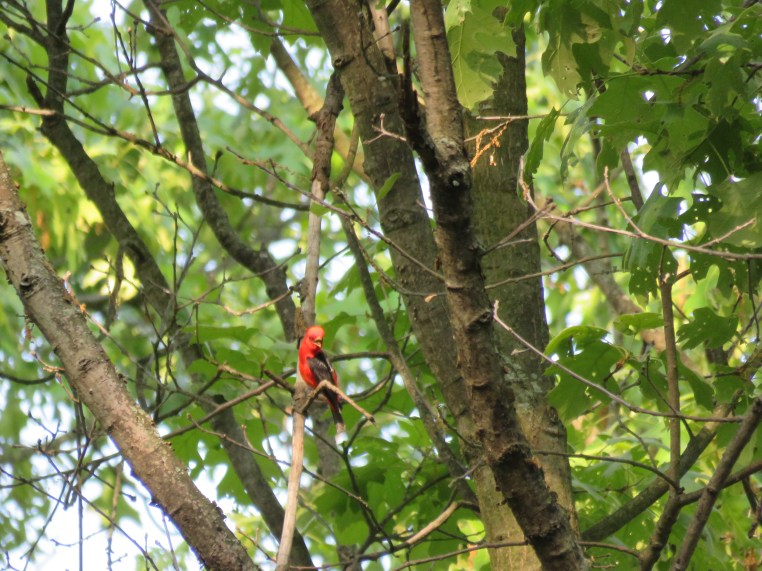 Scarlet Tanager