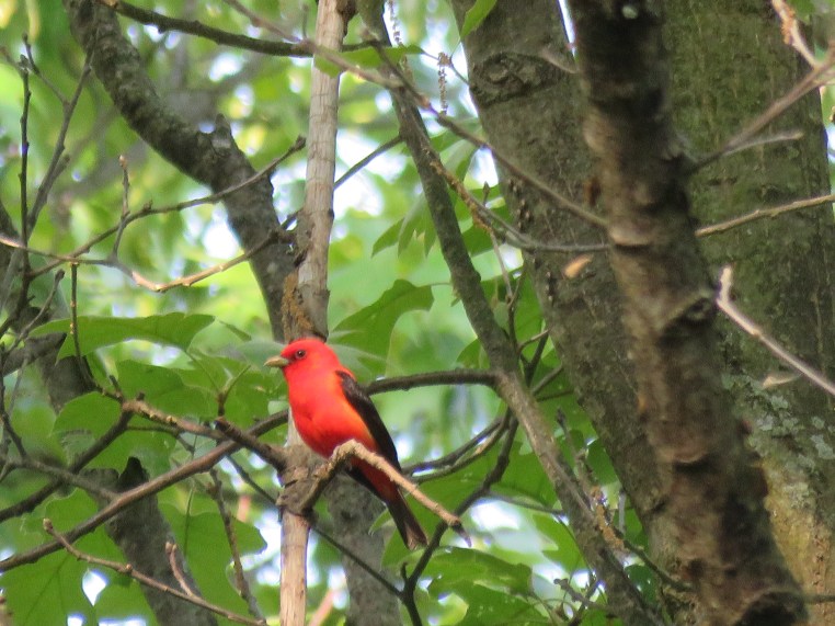 Scarlet Tanager