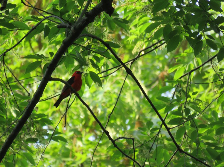 Scarlet Tanager
