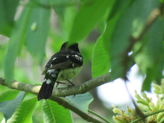 Rose-breasted grosbeak