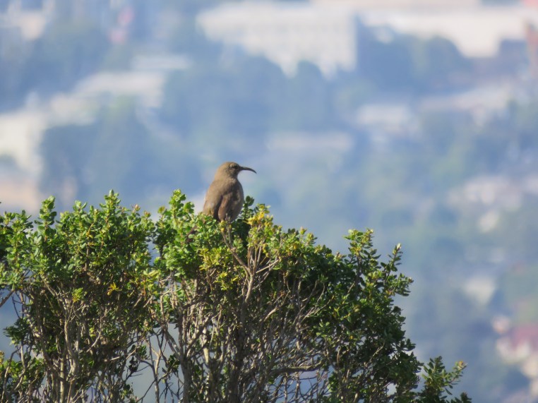 California Thrasher