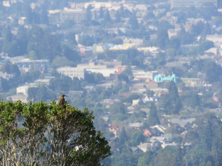 California Thrasher