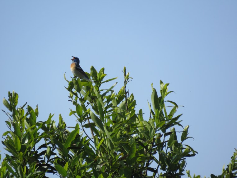 Lazuli Bunting