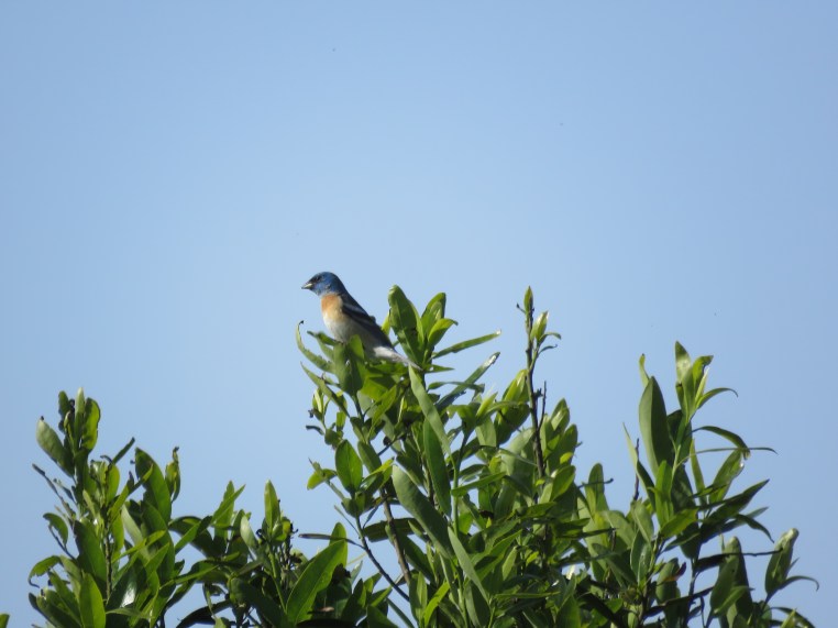 Lazuli Bunting