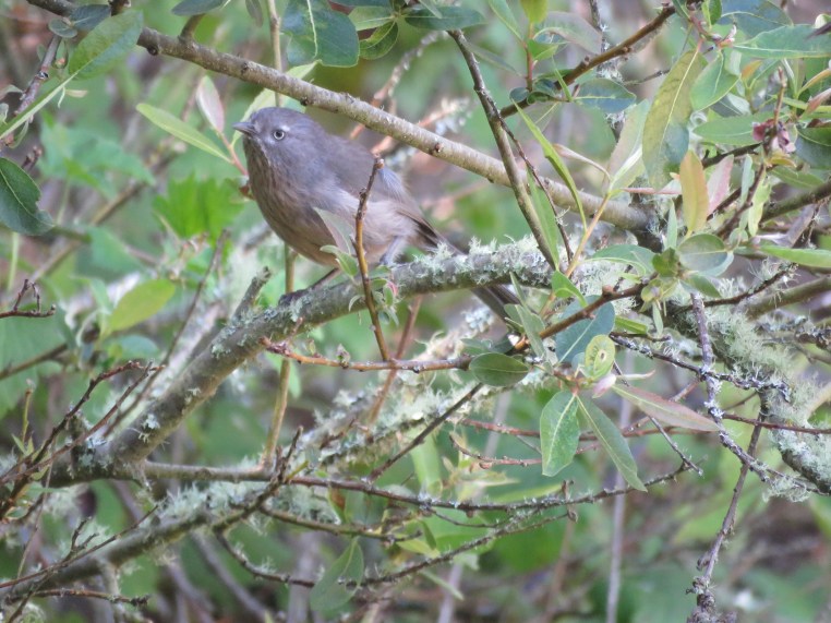 Wrentit