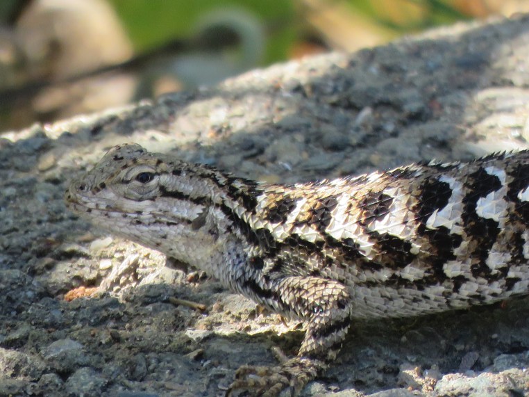 Coast Range Fence Lizard?