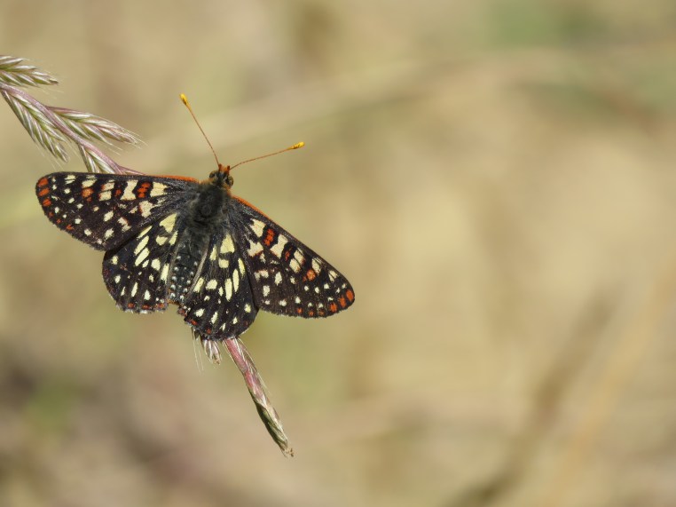 Variable Checkerspot