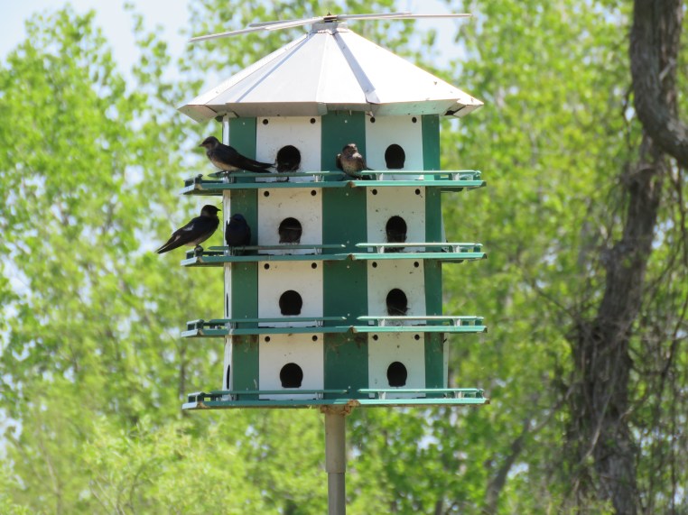 Purple Martin
