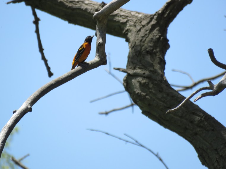 Baltimore Oriole