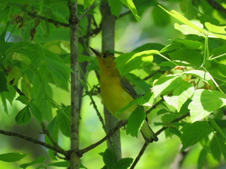 Prothonotary warbler