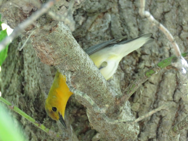 Prothonotary warbler