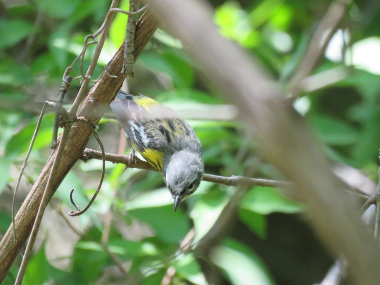 Magnolia warbler