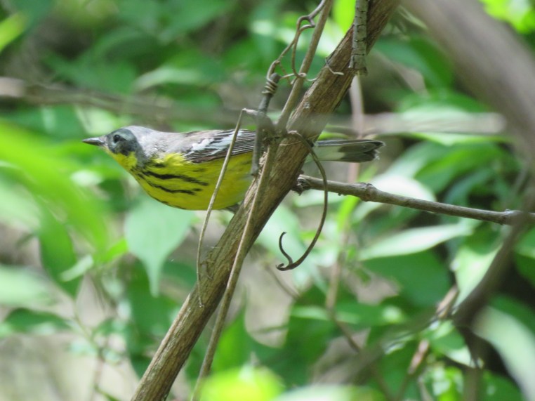Magnolia warbler