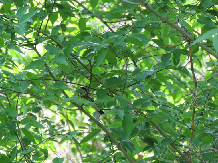 Magnolia warbler