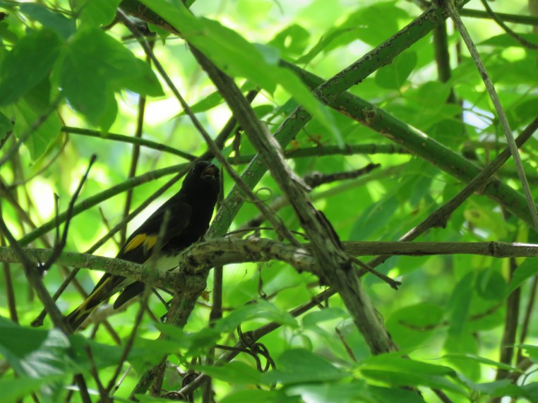 American redstart