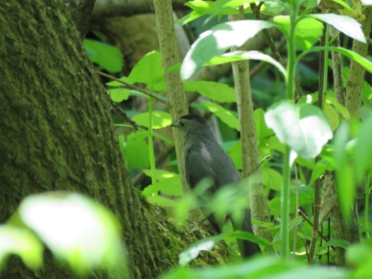 Gray catbird