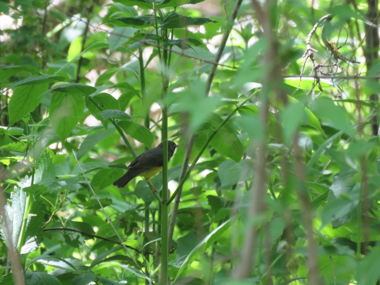 Canada warbler (female)