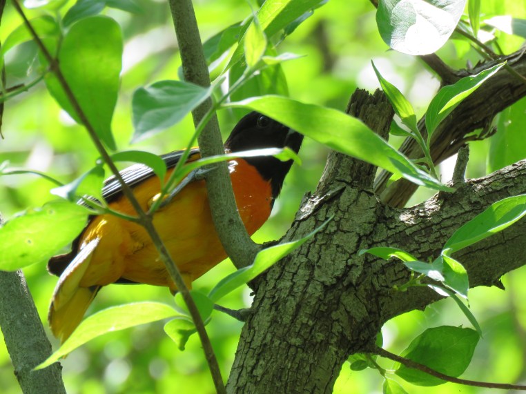 Baltimore Oriole