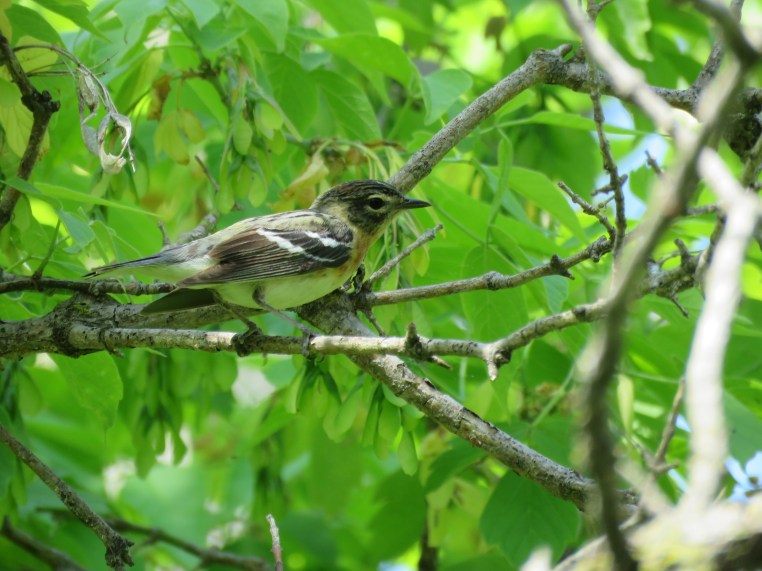 Bay-breasted warbler