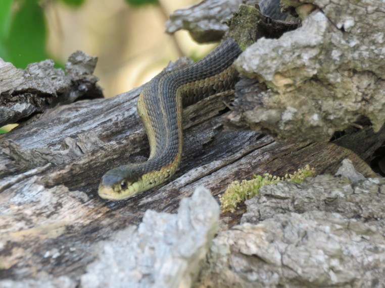 Garter Snake