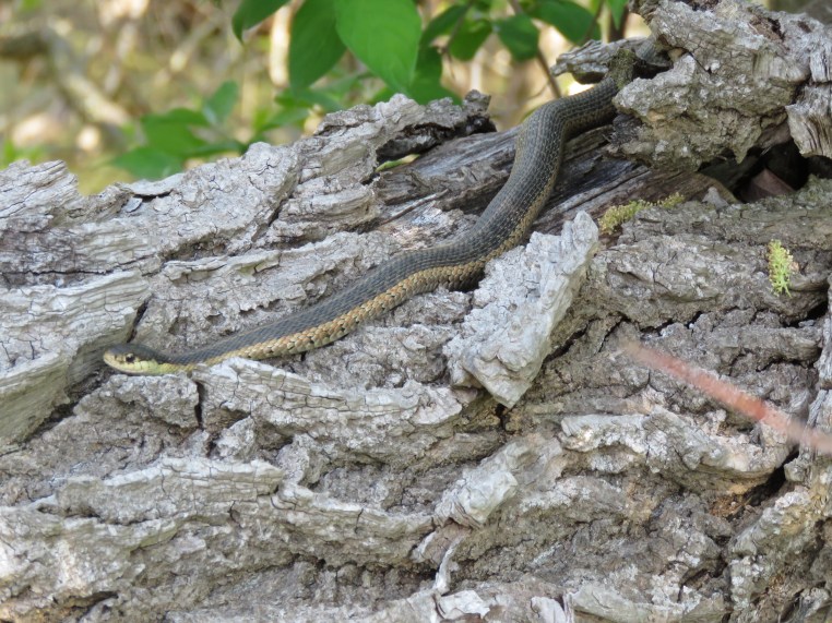 Garter Snake