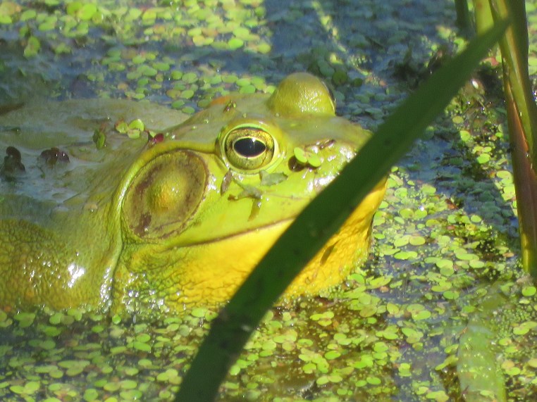 American bullfrog