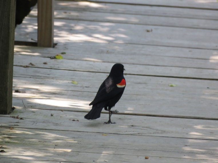 Red-winged blackbird