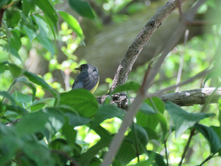 Canada warbler (female)