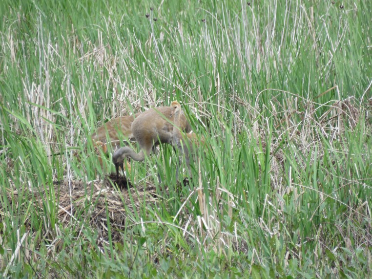 Sandhill crane (exploring muskrat lodge)