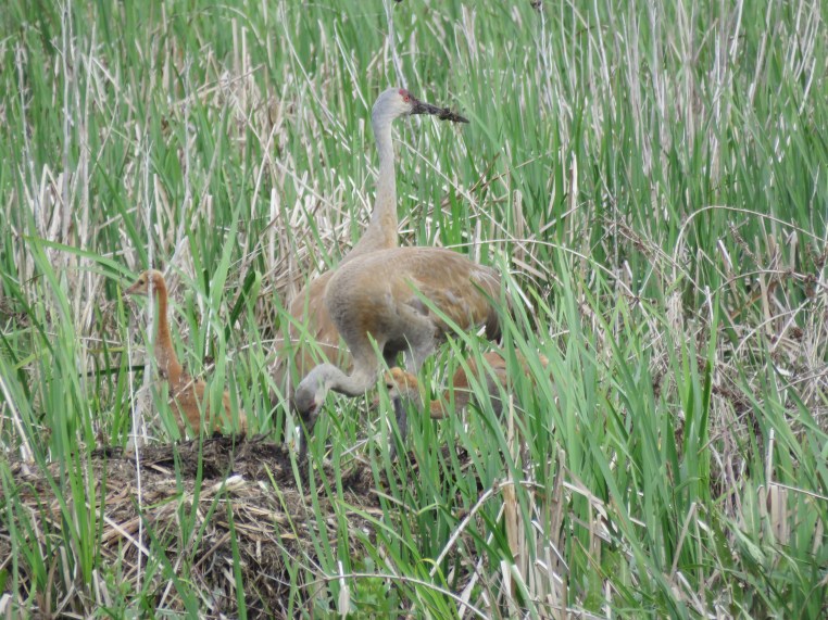 Sandhill crane (exploring muskrat lodge)