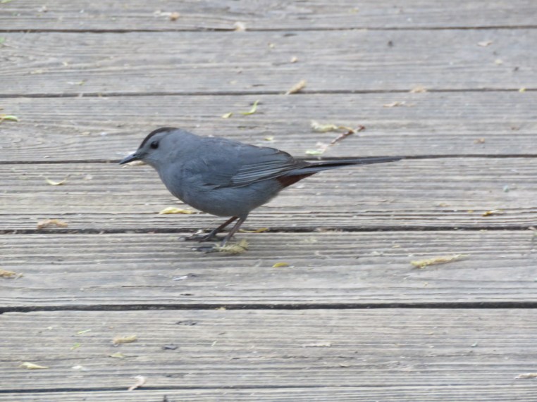 Gray catbird