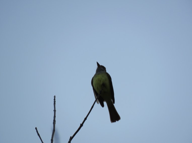 Great crested flycatcher