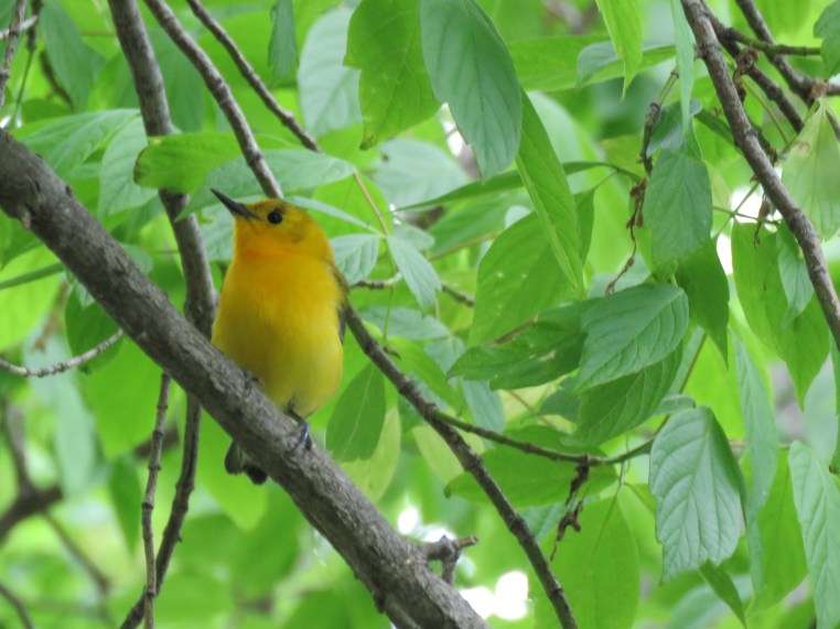 Prothonotary warbler