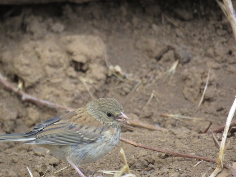 Dark-eyed Junco (juvenile)