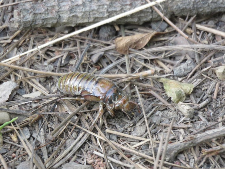 Cicada nymph?