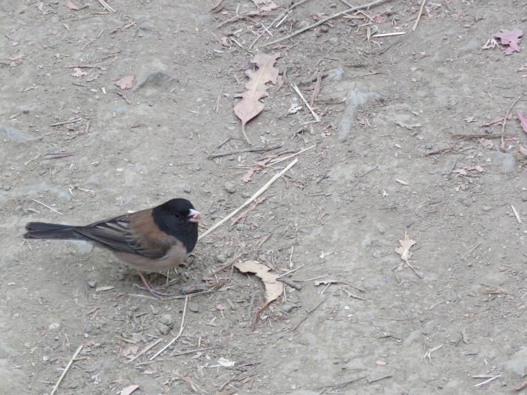 Dark-eyed junco