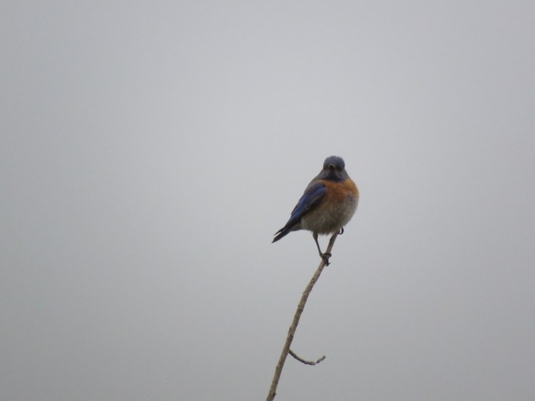 Western bluebird